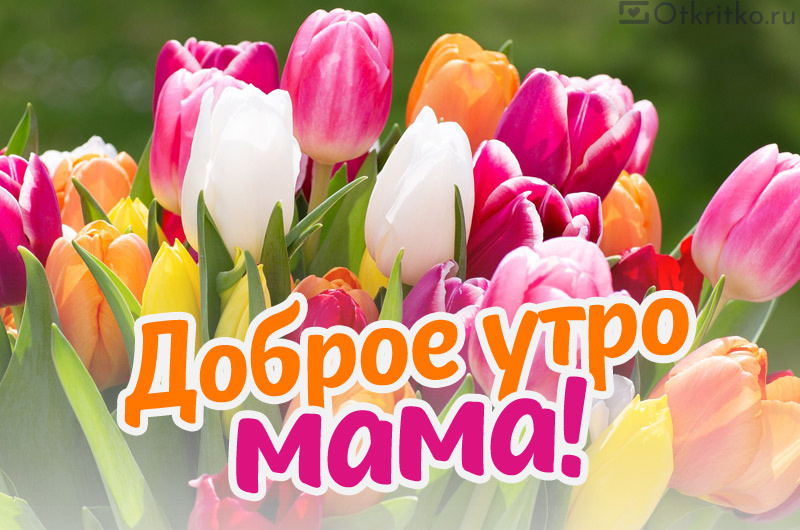 С Добрым Утром мама, картика с яркими тюльпанами