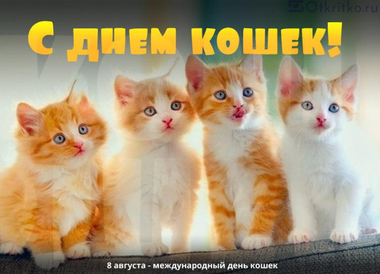 Картинка ко дню кошек, с котятами