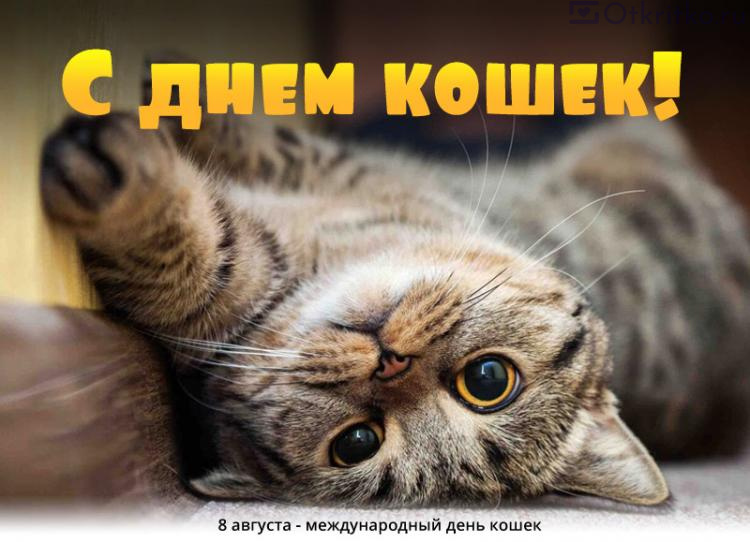 Красивая открытка на международный день кошек 750x542