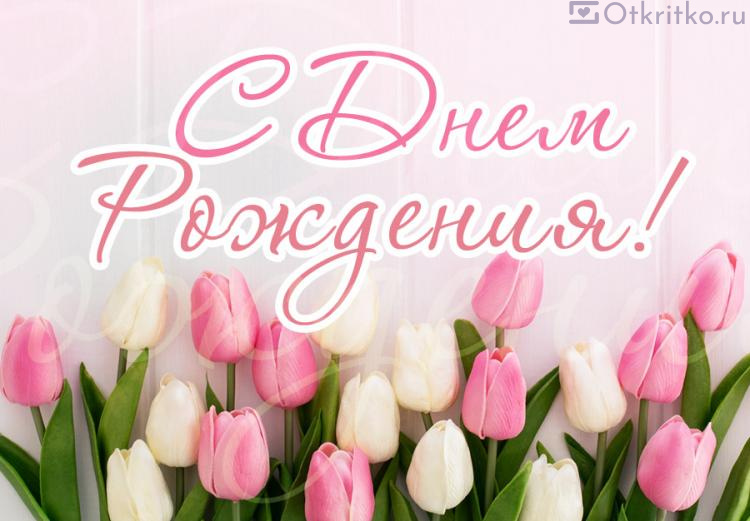 С Днем Рождения Женщине, картинка с прекрасными тюльпанами 750x521