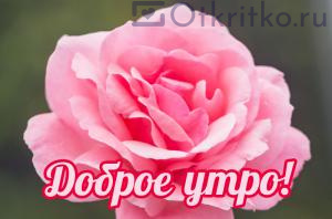 Картинка с красивой и нежной розой для пожелания Доброго Утра 300x198